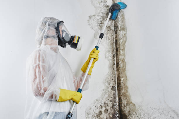 Best Residential Mold Removal  in Hebron, KY