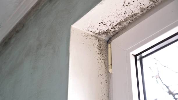 Crawl Space Mold Removal in Hebron, KY