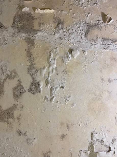 Best Fast Mold Removal  in Hebron, KY