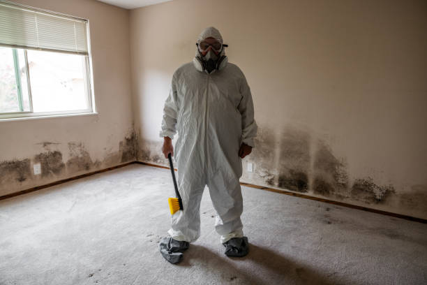 Best Certified Mold Removal  in Hebron, KY